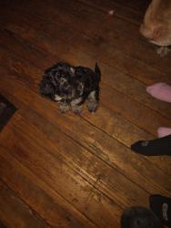 Lost Female Dog last seen Holbrook, Muskegon, MI 49442