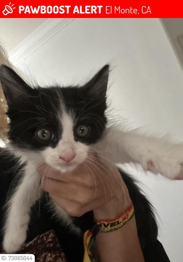 Lost Male Cat last seen Near Roseglen st, El Monte, CA 91732