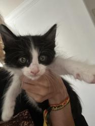 Lost Male Cat last seen Near Roseglen st, El Monte, CA 91732