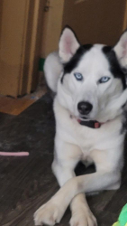 Reunited Female Dog last seen 3rd, Gary, IN 46406