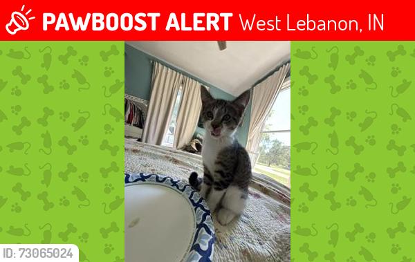 Lost Male Cat last seen 7th street, West Lebanon, IN 47991