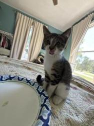 Lost Male Cat last seen 7th street, West Lebanon, IN 47991