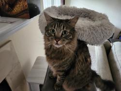 Lost Male Cat last seen 81st and memorial, Tulsa, OK 74133