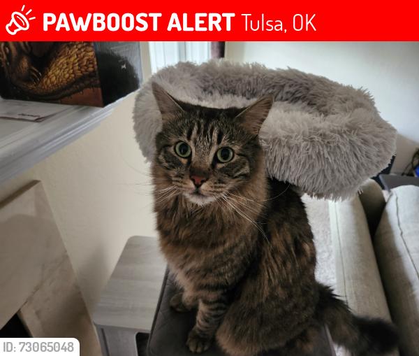 Lost Male Cat last seen 81st and memorial, Tulsa, OK 74133