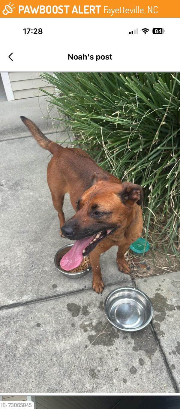 Found/Stray Male Dog last seen Independence place apmts near food lion, Fayetteville, NC 28303