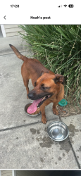 Found/Stray Male Dog last seen Independence place apmts near food lion, Fayetteville, NC 28303