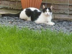 Reunited Male Cat last seen Green lanes, Harringay Ladder, England N4 1RZ