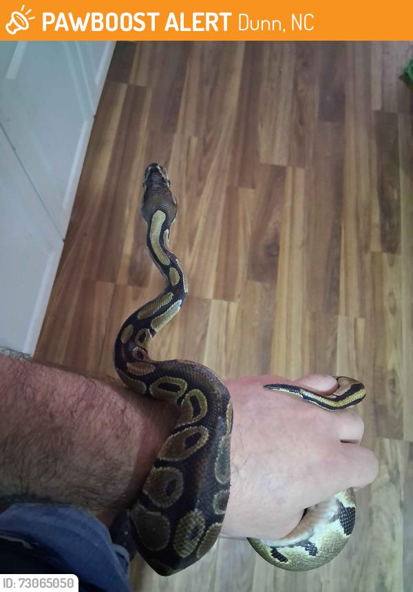 Found/Stray Unknown Reptile last seen Circle k gas station, Dunn, NC 28334