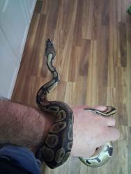 Found/Stray Unknown Reptile last seen Circle k gas station, Dunn, NC 28334