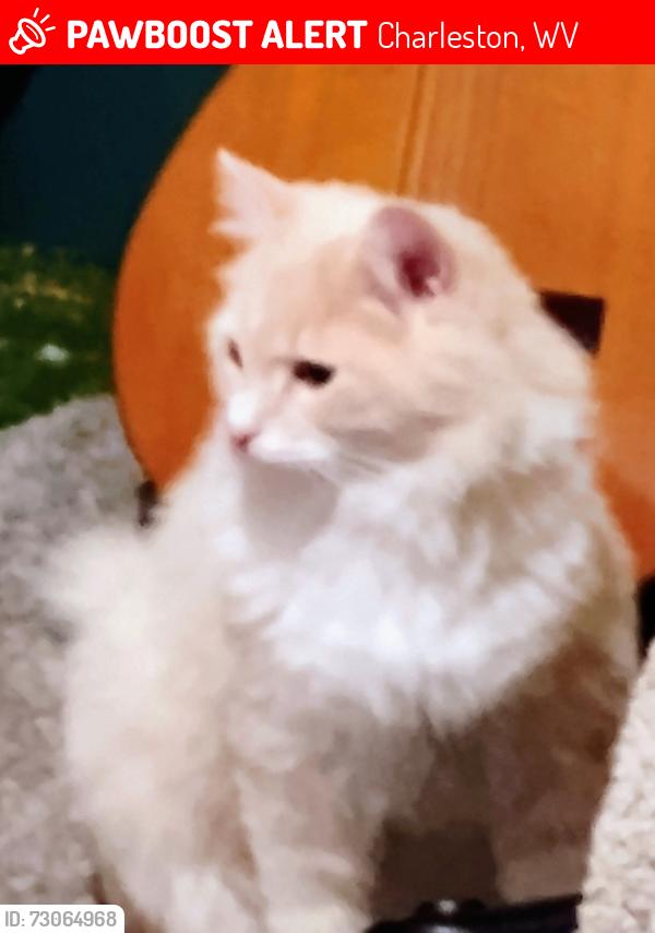 Lost Male Cat last seen Jacob Arbors apmts, Charleston, WV 25301
