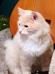 Lost Male Cat last seen Jacob Arbors apmts, Charleston, WV 25301