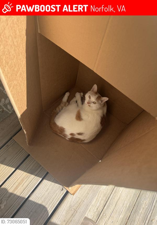 Lost Male Cat last seen Ridgewell Ave , NAS Norfolk, Norfolk, VA 23503