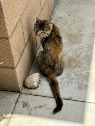 Found/Stray Unknown Cat last seen Western Riverside County/City Animal Shelter, Jurupa Valley, CA 92509