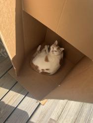 Lost Male Cat last seen Ridgewell Ave , NAS Norfolk, Norfolk, VA 23503