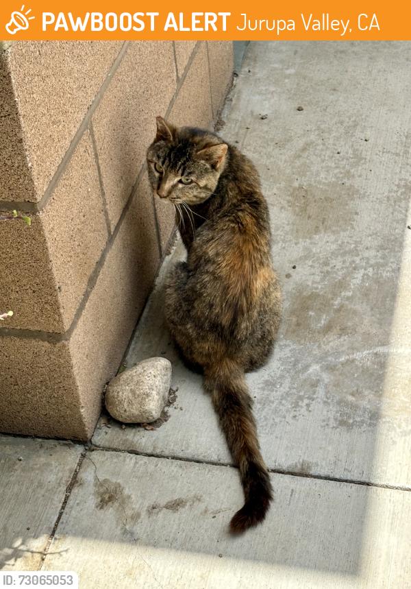 Found/Stray Unknown Cat last seen Western Riverside County/City Animal Shelter, Jurupa Valley, CA 92509