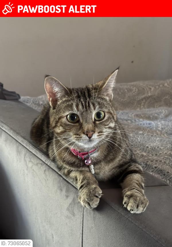 Lost Female Cat last seen Church , Stawell, England TA7 9AD