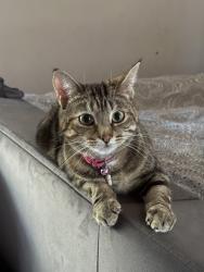 Lost Female Cat last seen Church , Stawell, England TA7 9AD