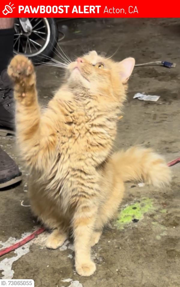 Lost Female Cat last seen 3800–3898 Antelope Woods Rd Acton, CA 93510 United States, Acton, CA 93510