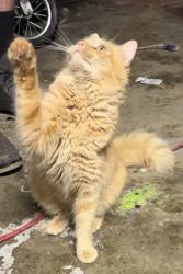 Lost Female Cat last seen 3800–3898 Antelope Woods Rd Acton, CA 93510 United States, Acton, CA 93510