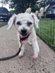 Reunited Female Dog last seen Mulberry Drive, Northampton Township, PA 18966