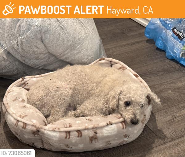 Found/Stray Male Dog last seen Carroll Ave, Hayward, CA 94544