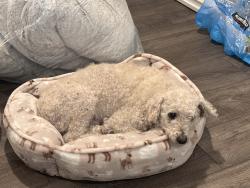 Found/Stray Male Dog last seen Carroll Ave, Hayward, CA 94544