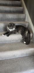 Reunited Male Cat last seen Near Silverleaf Drive, Sterling, VA 20164