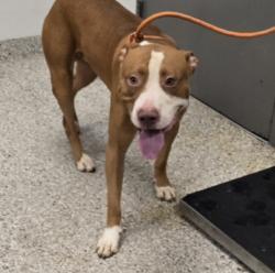 Shelter Stray Male Dog last seen Near Old Mountain View Rd, County/Unicorporated, NC, 1491 Business Park Ct, Gastonia, NC 28052, USA