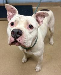 Shelter Stray Male Dog last seen Near Cedar Grove Rd, 30288, GA, 3280 Chamblee Dunwoody Rd, Chamblee, GA 30341, USA