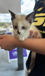 Shelter Stray Female Cat last seen Near Atlantic Dr NW, Atlanta, GA, 1251 Fulton Industrial Blvd NW, Atlanta, GA 30336, USA