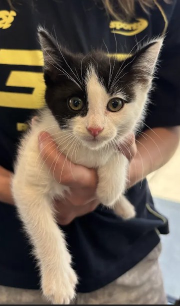 Shelter Stray Female Cat last seen Near Atlantic Dr NW, Atlanta, GA, 1251 Fulton Industrial Blvd NW, Atlanta, GA 30336, USA