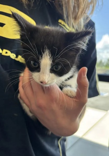 Shelter Stray Female Cat last seen Near Atlantic Dr NW, Atlanta, GA, 1251 Fulton Industrial Blvd NW, Atlanta, GA 30336, USA