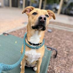 Shelter Stray Female Dog last seen , , CA, 1101 29th Ave, Oakland, CA 94601, USA