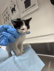 Shelter Stray Male Cat last seen Near 96th Ave, Oakland, CA, 1101 29th Ave, Oakland, CA 94601, USA