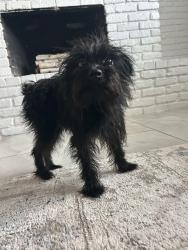Reunited Female Dog last seen South Conway near the 408 ramp. In between Jamerson Place and Haylock Drive, Orlando, FL 32812