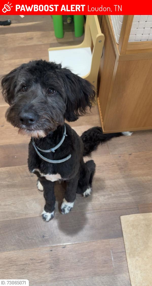 Lost Male Dog last seen Highland avenue going down towards hwy 11, Loudon, TN 37774