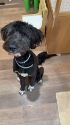 Lost Male Dog last seen Highland avenue going down towards hwy 11, Loudon, TN 37774