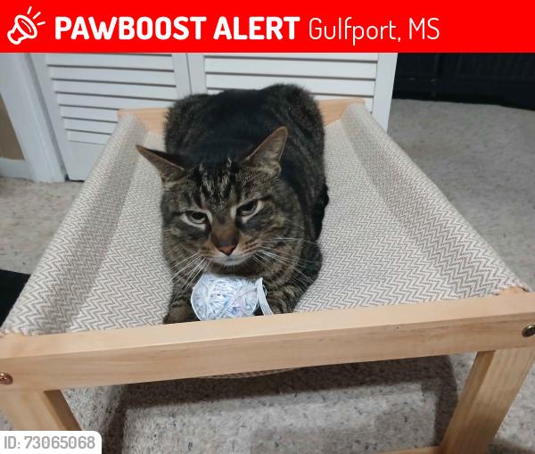 Lost Male Cat last seen Near Concord Pl, Gulfport MS, Gulfport, MS 39507