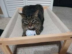 Lost Male Cat last seen Near Concord Pl, Gulfport MS, Gulfport, MS 39507