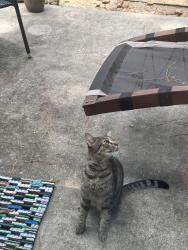 Lost Unknown Cat last seen East Woodtimber court , The Woodlands, TX 77381