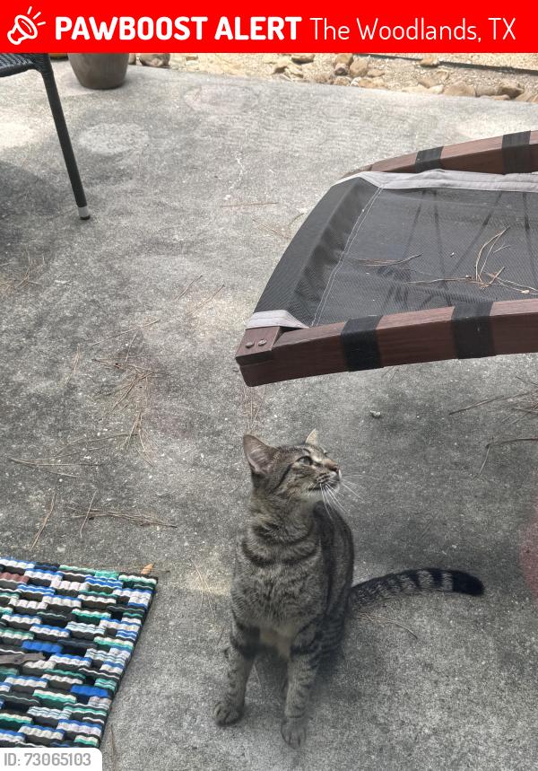 Lost Unknown Cat last seen East Woodtimber court , The Woodlands, TX 77381