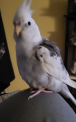 Lost Male Bird last seen Locust Avenue, Cortlandt Manor, NY 10567