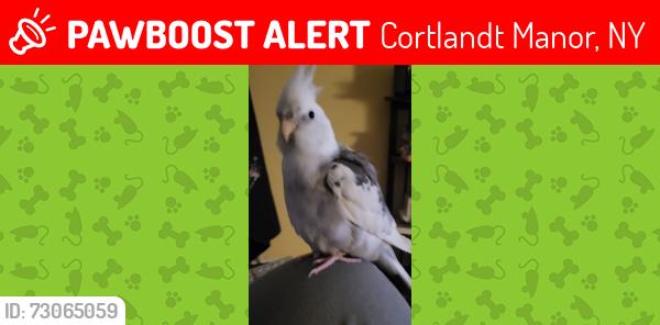 Lost Male Bird last seen Locust Avenue, Cortlandt Manor, NY 10567