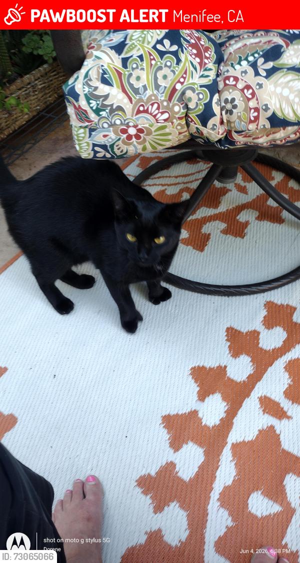 Lost Female Cat last seen Lancaster drive and Murietta road, Menifee, CA 92586