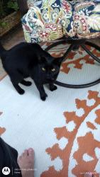 Lost Female Cat last seen Lancaster drive and Murietta road, Menifee, CA 92586