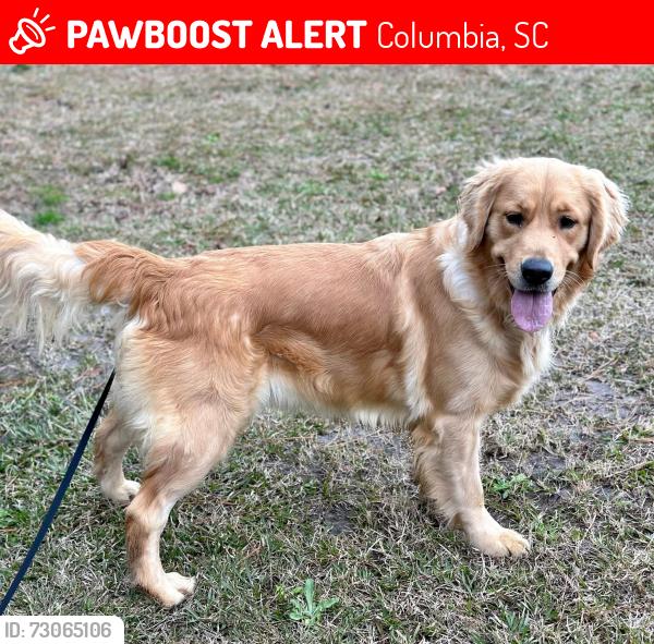 Lost Female Dog last seen Tolson Lane and Conrad Circle, Columbia, SC 29212