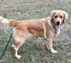 Lost Female Dog last seen Tolson Lane and Conrad Circle, Columbia, SC 29212
