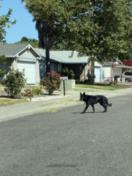 Found/Stray Male Dog last seen Tupelo and stoneridge, Citrus Heights, CA 95621