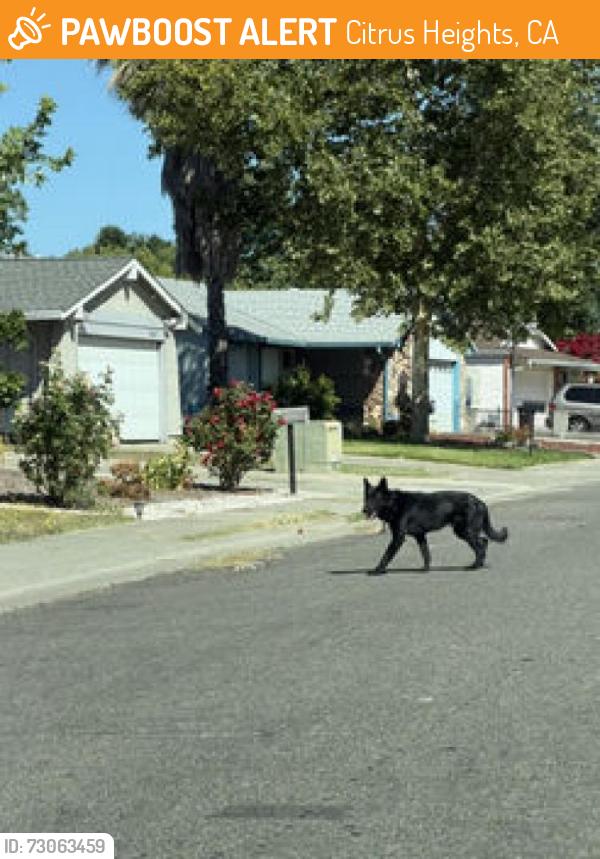 Found/Stray Male Dog last seen Tupelo and stoneridge, Citrus Heights, CA 95621