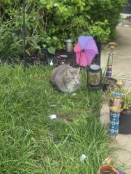 Found/Stray Unknown Cat last seen Sunrise ridge place 43065, Powell, OH 43065
